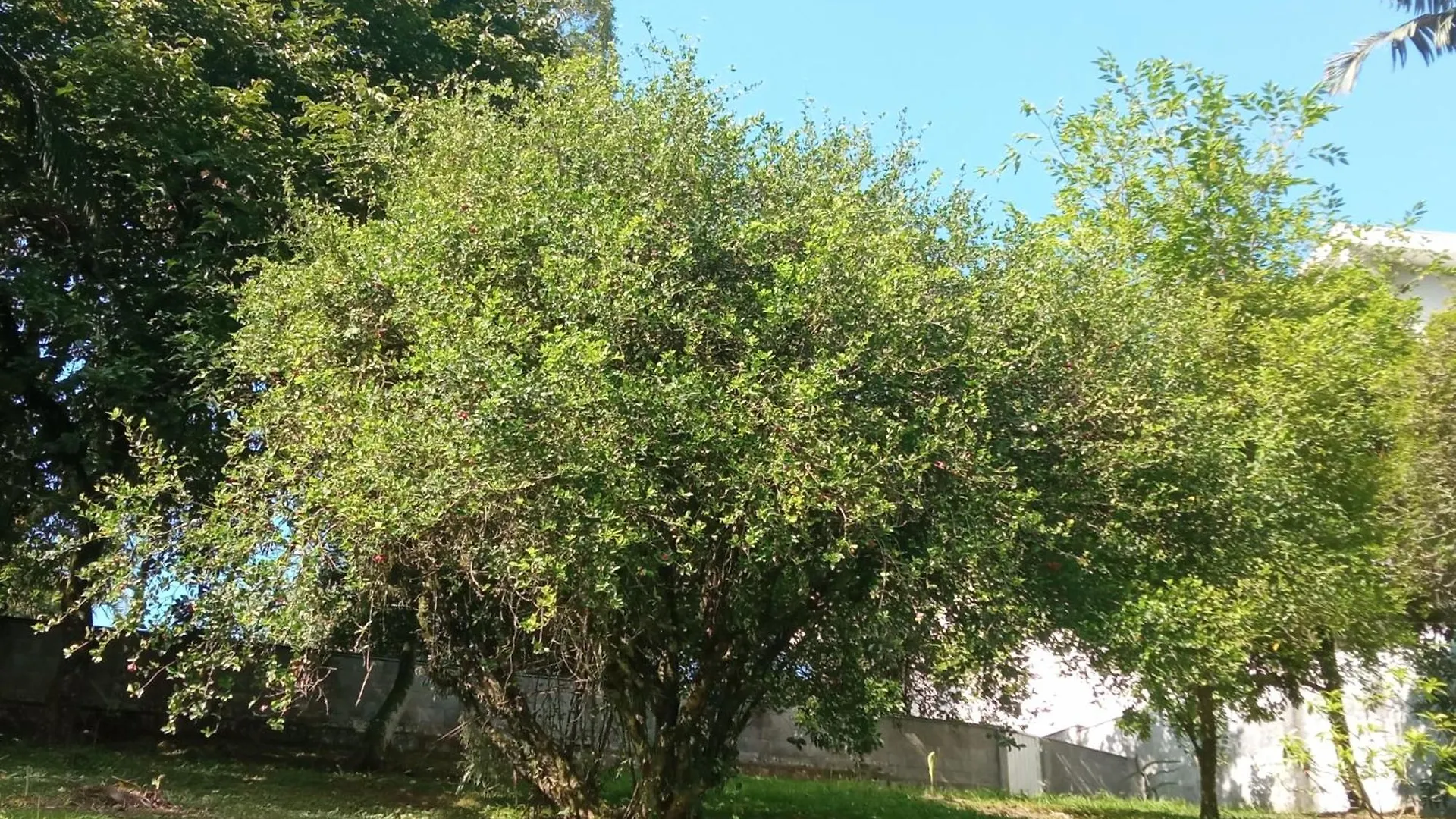No Jardim Apartamento Pomerode Brasil